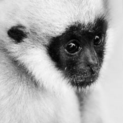 Save The Spider Monkeys In Central America!