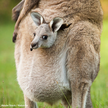 Tell California To Kick Out Kangaroo Leather