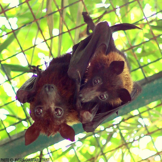 Donation - Help Rescue And Rehabilitate Bats