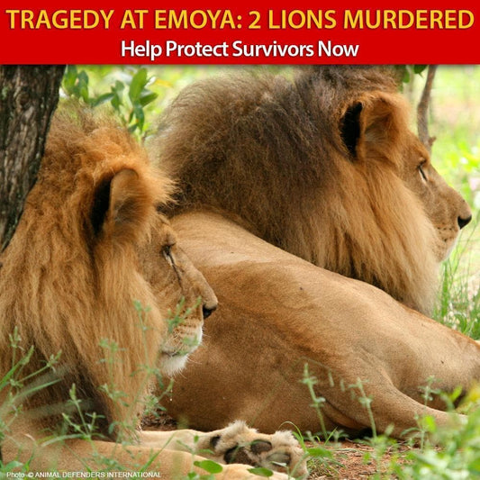 Donation - Lions Murdered By Poachers - Help NOW