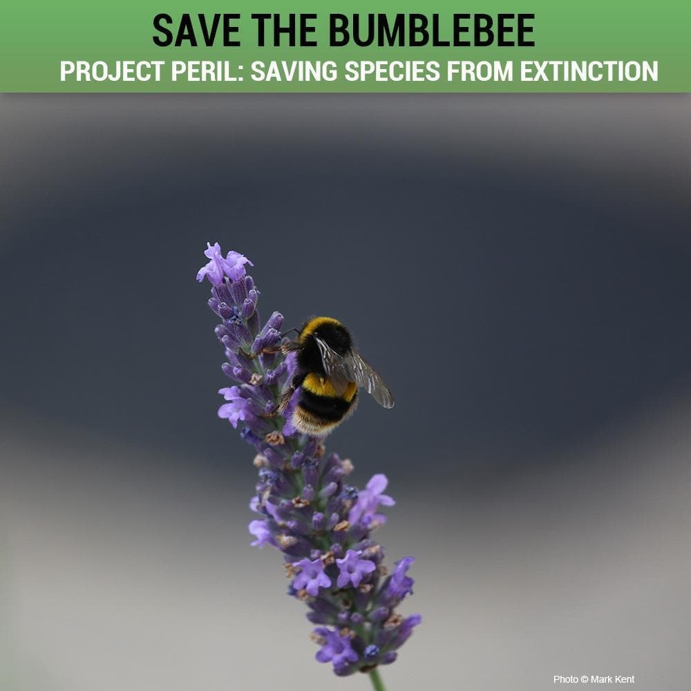 Donation - Project Peril: Help Save The Bumblebee