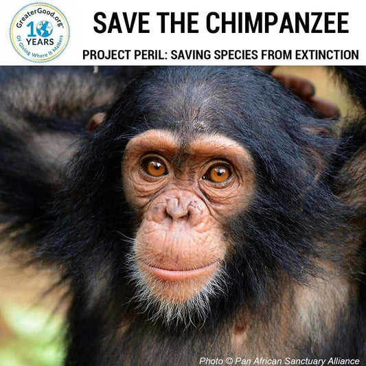 Donation - Project Peril: Help Save The Chimpanzee