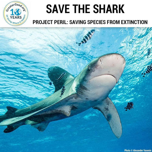 Donation - Project Peril: Help Save The Shark