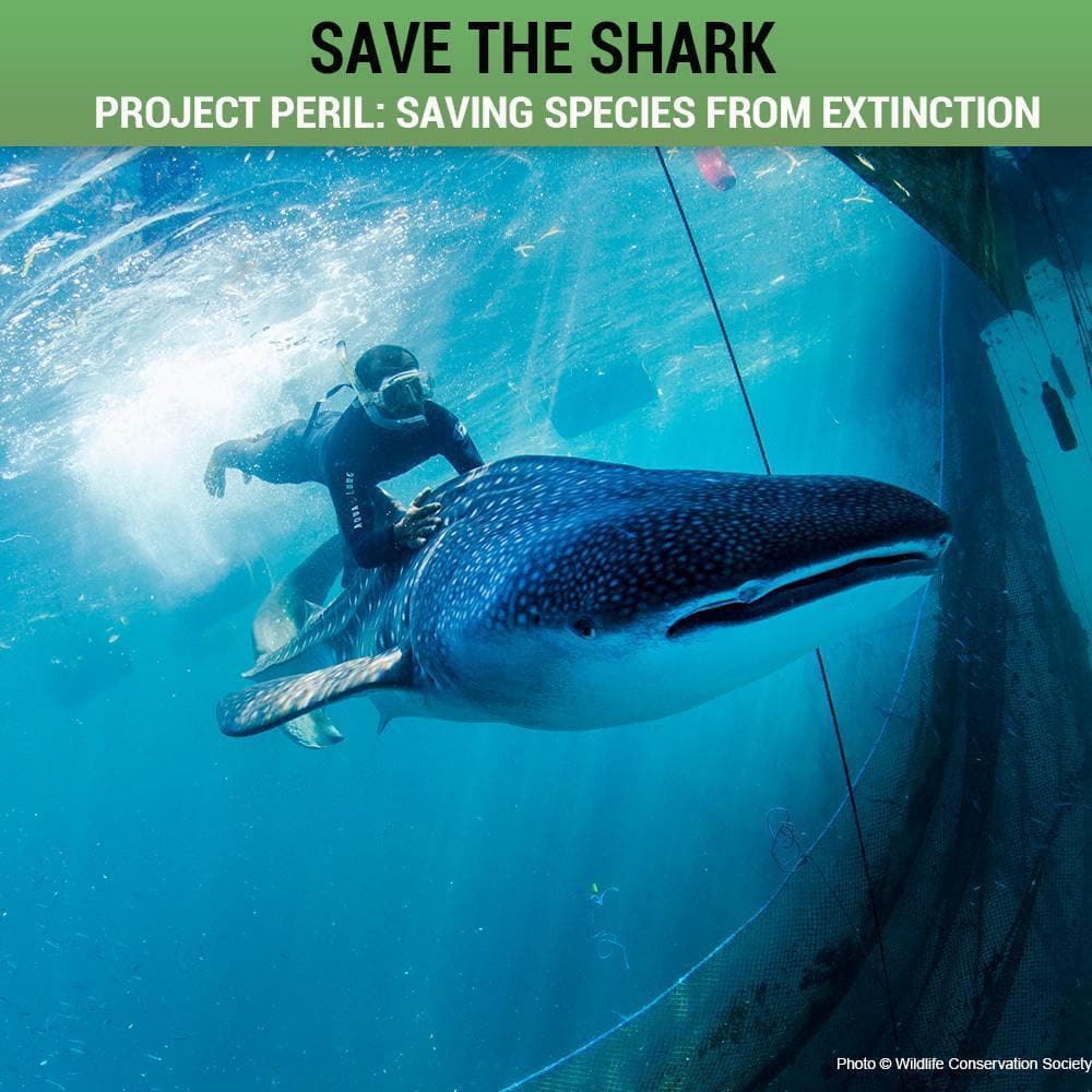 Donation - Project Peril: Help Save The Shark