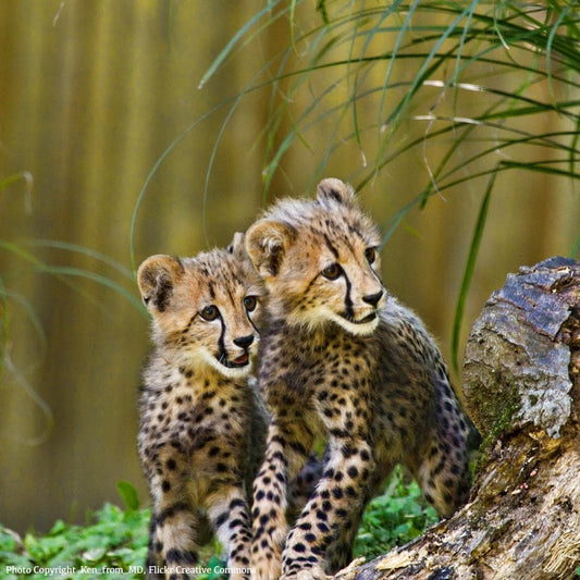 Donation - Save Cheetahs From Extinction